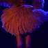 Le Phoenix Burlesque Show - Cabaret Burlesque - Image 4