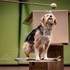 Compagnie Dog Trainer - Les Chiens font leur Cinéma - Image 3