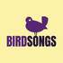 BIRDSONGS - Groupe Pop