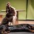 Compagnie Dog Trainer - Les Chiens font leur Cinéma - Image 4