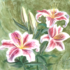 Edmée MALAVAUX - Cours particuliers d'AQUARELLE toute l'année sur RdV