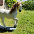 Donne licorne  - Image 3