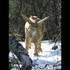 Julien FERAUD - sculptures sur bois - Image 6