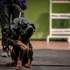Compagnie Dog Trainer - Les Chiens font leur Cinéma - Image 5