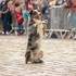 Compagnie Dog Trainer - La Famille Déprés et les Moutons d'Ouessant - Image 6