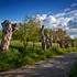 Les trois chemins/Chemin des Trognes