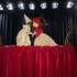 La chanson de Pulcinella - Spectacle de marionnettes à gaine de la tradition italienne