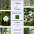 Clownôcontes -  "Nature et Féérie" Anniversaires d'enfant en forêt 