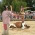 Spectacles Animalier - Image 5