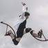 Spectacles acrobatiques  - Echassiers acrobatiques - Parkour - Déambulation et Fixe - Image 3