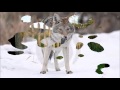 Voir la vidéo SORGE - cherche chanteur, chanteuse pour création - Image 20