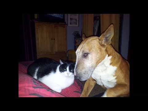 Carole Gabriel - concerts et animation