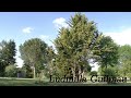 Voir la vidéo Printemps en Charente ,stage de piano, 3 jours intensifs  - Image 4