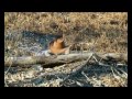 Voir la vidéo SORGE - cherche chanteur, chanteuse pour création - Image 6