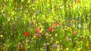 Fleurs Sauvages